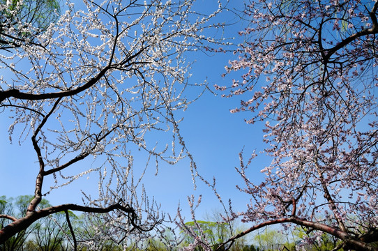 春树盈天花盛开