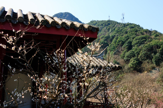 枝条梅花 自然 花朵开放 梅花