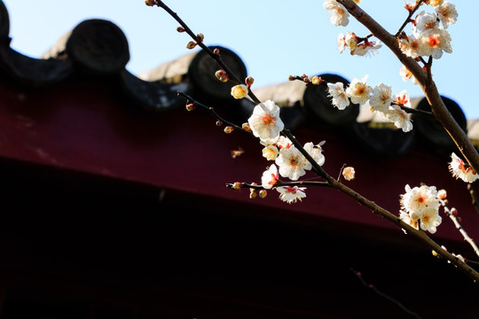 枝条梅花 自然 花朵开放 梅花