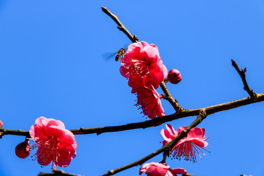 蓝天下红梅花