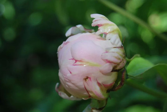 待放的花朵