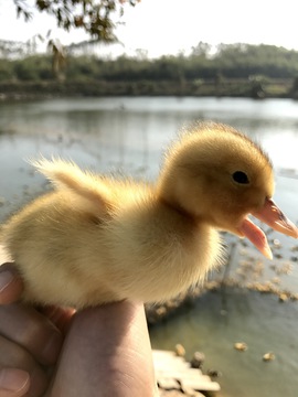 小黄鸭 