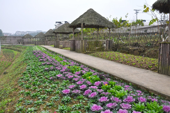 花圃