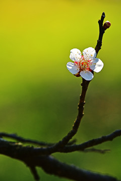 梅花