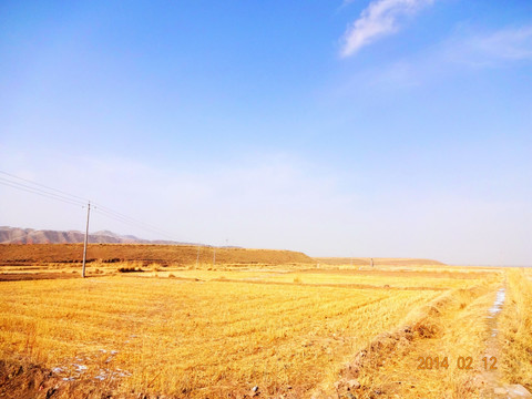 金色田野