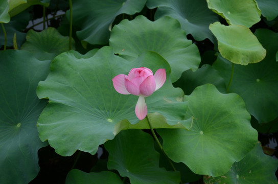 广西大学荷花