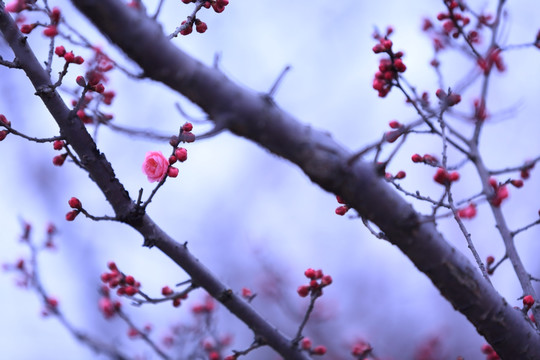 梅花