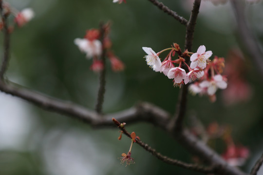 樱花