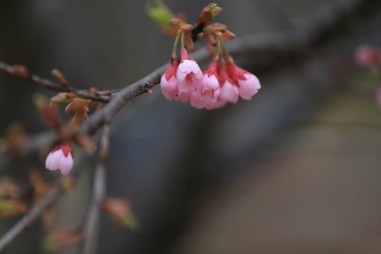 樱花