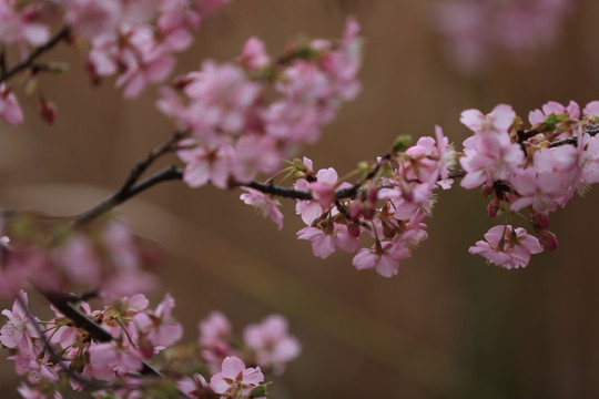 樱花