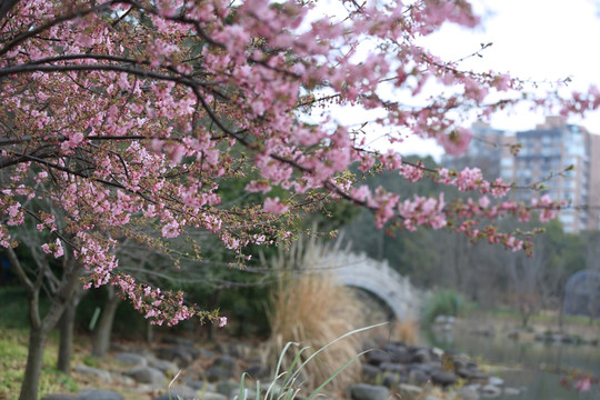 樱花