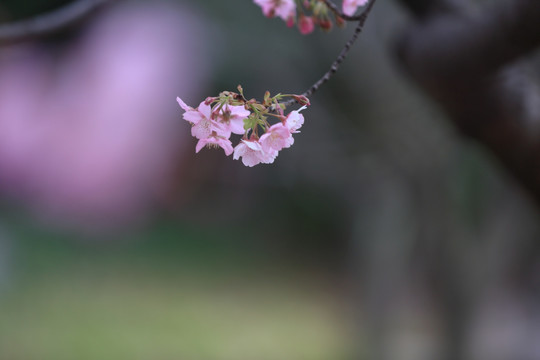 樱花