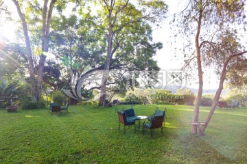 绿草地 庭院 大树 草坪 桌椅