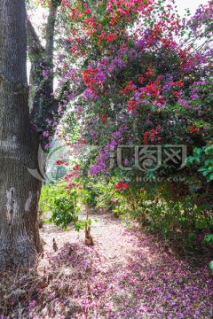 绿草地 庭院 大树 三角梅