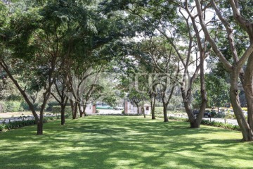 绿草地 庭院 大树 草坪 草地