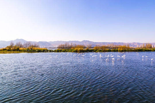 滇池湿地风光