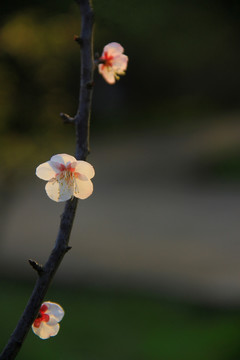 白梅梅花