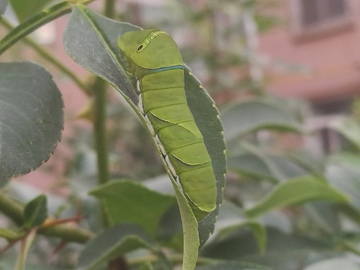 蝴蝶幼虫 毛毛虫