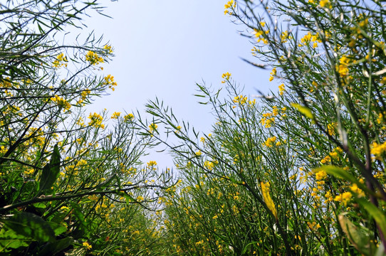 油菜花 田野 田园 农村 农田