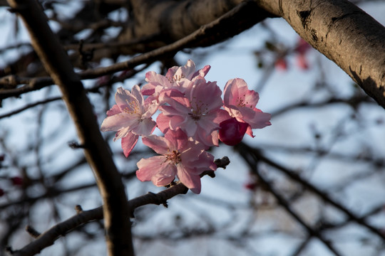 垂丝海棠花