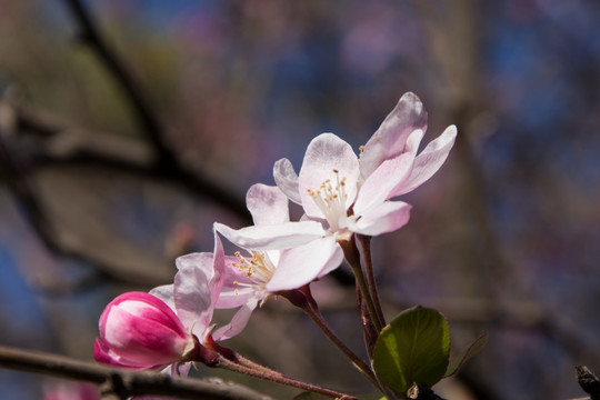 垂丝海棠花