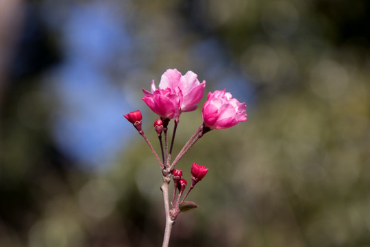 垂丝海棠花