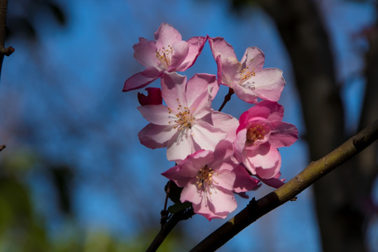 垂丝海棠花