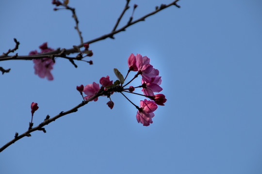 垂丝海棠花