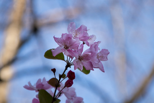 垂丝海棠花