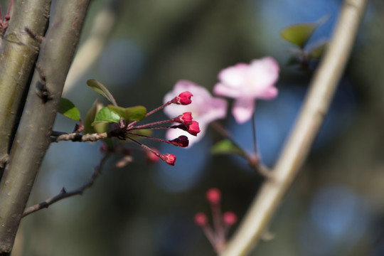 垂丝海棠花