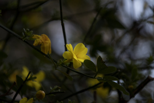 迎春花