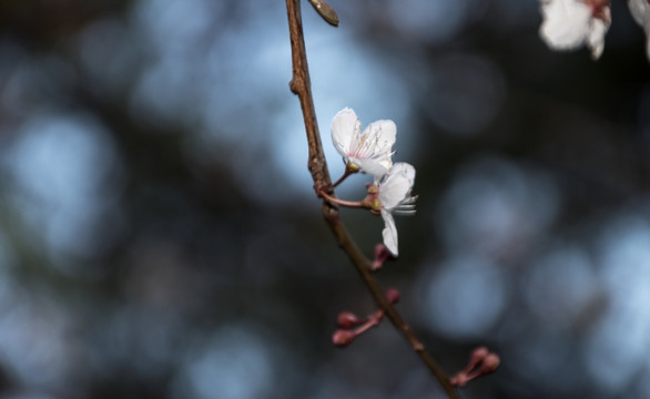 垂丝海棠花