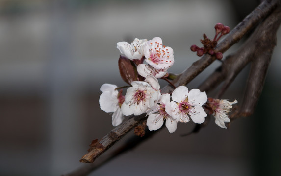 垂丝海棠花