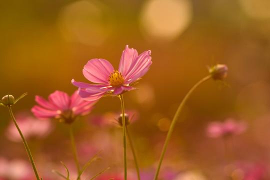 格桑花 秋英