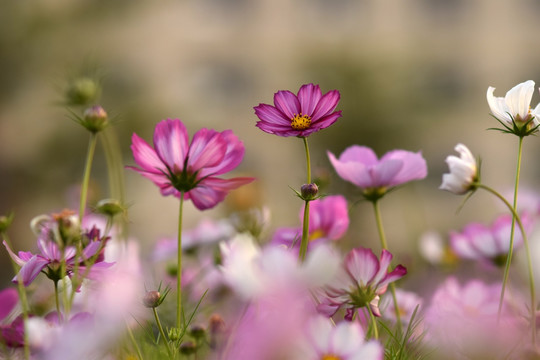 格桑花 秋英