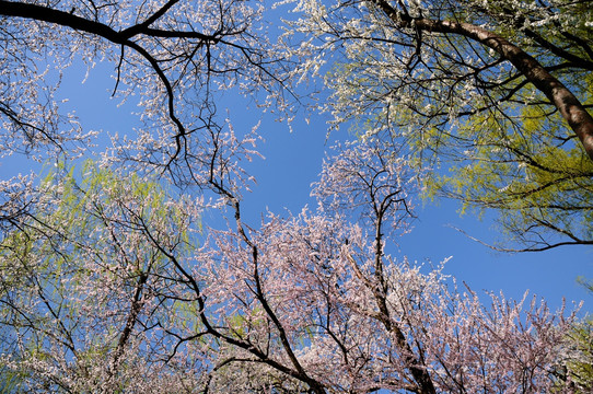 满树花开满树新