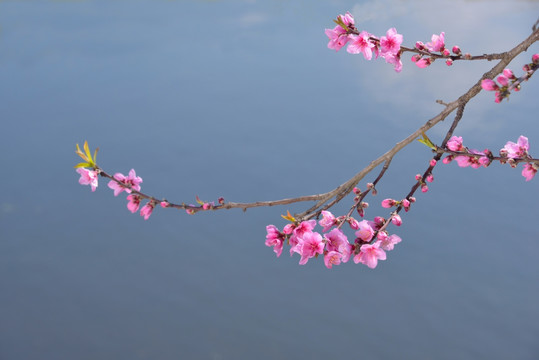 一枝桃花