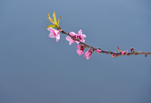 一枝桃花