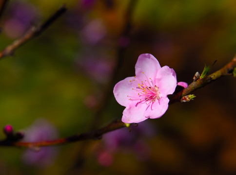 桃花特写