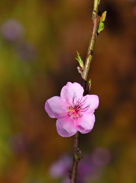 一朵桃花