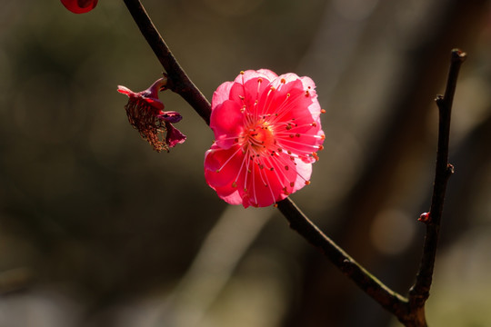 红梅花 梅花 红梅 树枝 红花