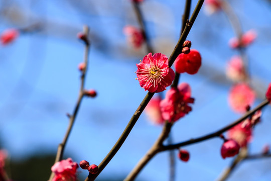 红梅花 梅花 红梅 树枝 红花