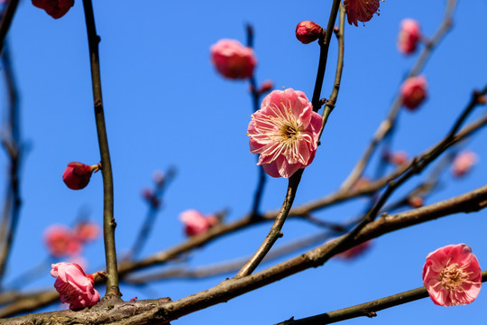 红梅花 梅花 红梅 树枝 红花