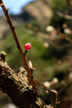 枝桠梅花 梅树盛开 梅枝梅花