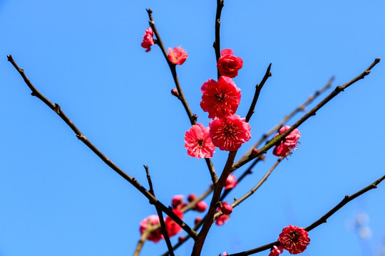 枝桠梅花 梅树盛开 梅枝梅花