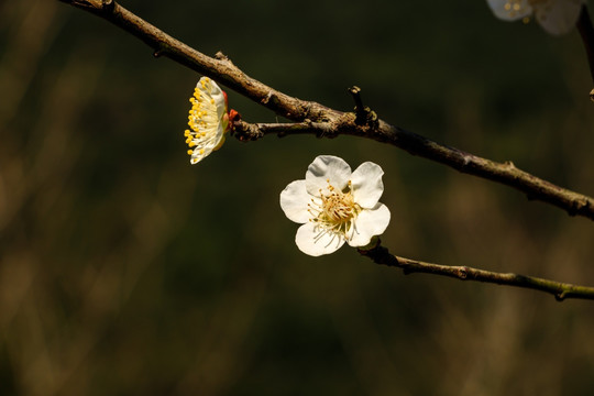 梅花阳光