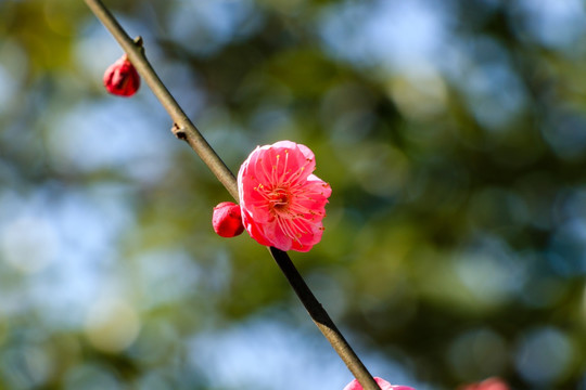 一根枝桠梅花