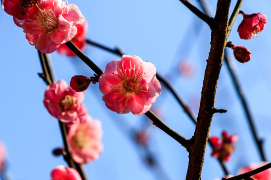 阳光下粉红梅花