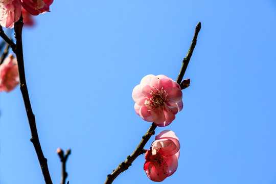 枝桠梅花 梅树花朵 花枝花卉