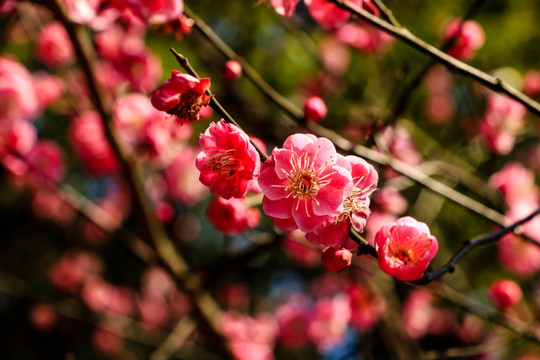 刺眼梅花